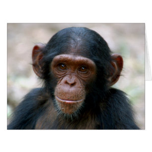 Little Chimp