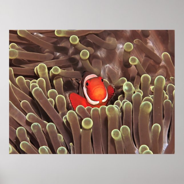 Little Clown Poster (Vorne)