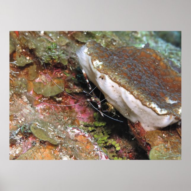 Little Coral Shrimp Poster (Vorne)
