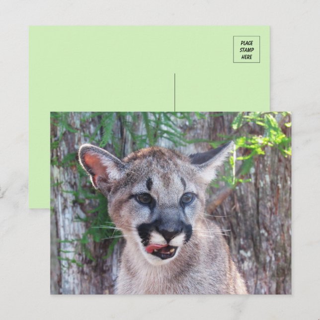 Little Cougar Cub Postcard Postkarte (Vorne/Hinten)