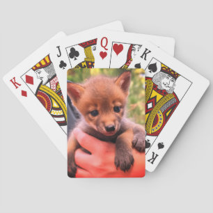 Little Coyote Spielkarten