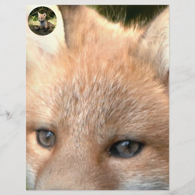 Little Cub Red Fox (Vorderseite)
