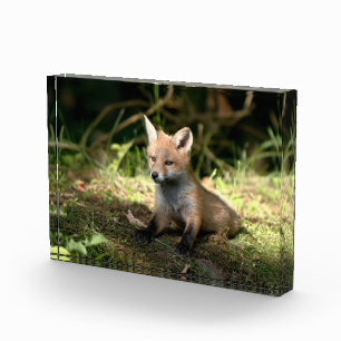 Little Cub Red Fox Fotoblock