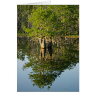 Little Cypress 1