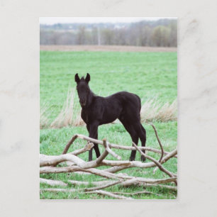 Little Dark Colt Postkarte