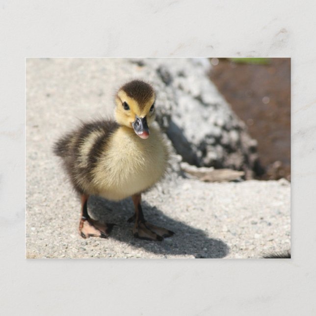 Little Duckling Postcard Postkarte (Vorderseite)