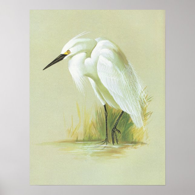 Little Egret - Egretta garzetta Poster (Vorne)