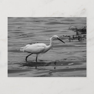 Little Egret Postcard Feiertagspostkarte