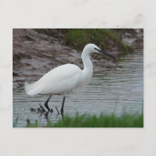 Little Egret Postcard Feiertagspostkarte