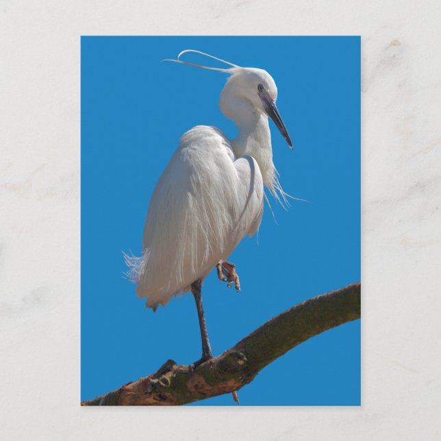 Little Egret Postcard Postkarte (Vorderseite)