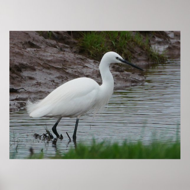 Little Egret Poster (Vorne)