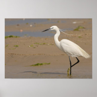 Little Egret Poster