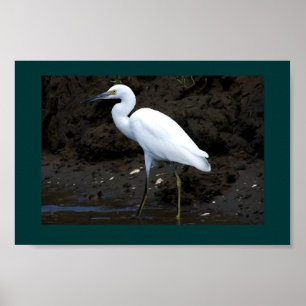 Little Egret Print Poster
