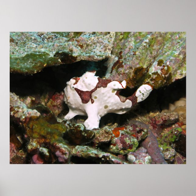Little Frogfish Poster (Vorne)