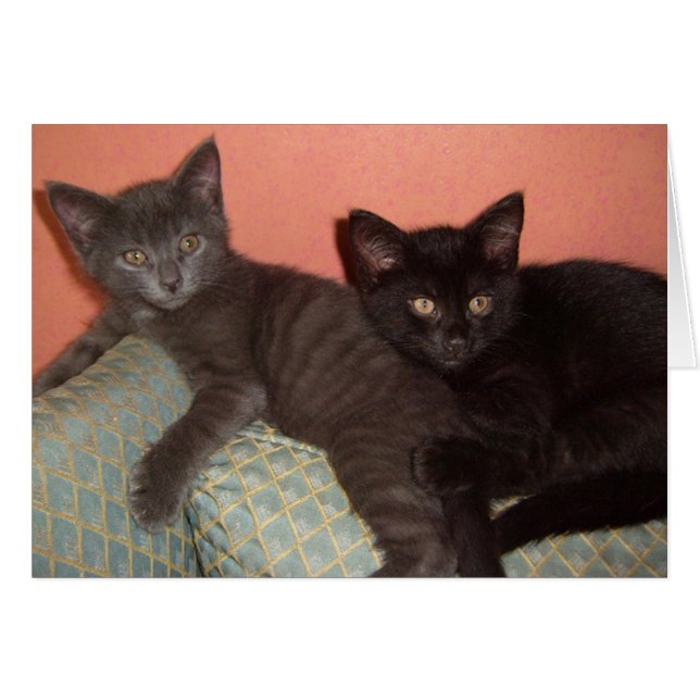 Little Gray and Little Black (Vorderseite (Horizontal))