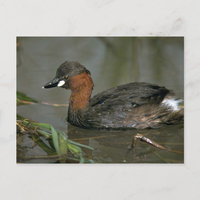 Little Grebe Postkarte (Vorderseite)