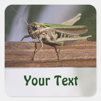 Little Green Grasshopper Name Geschenkmarke Buchze Quadratischer Aufkleber