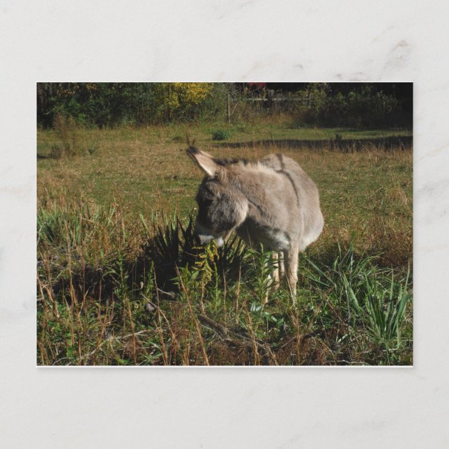 Little Grey Donkey w/Wildblumen Postkarte (Vorderseite)