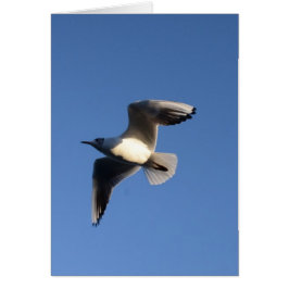 Little Gull