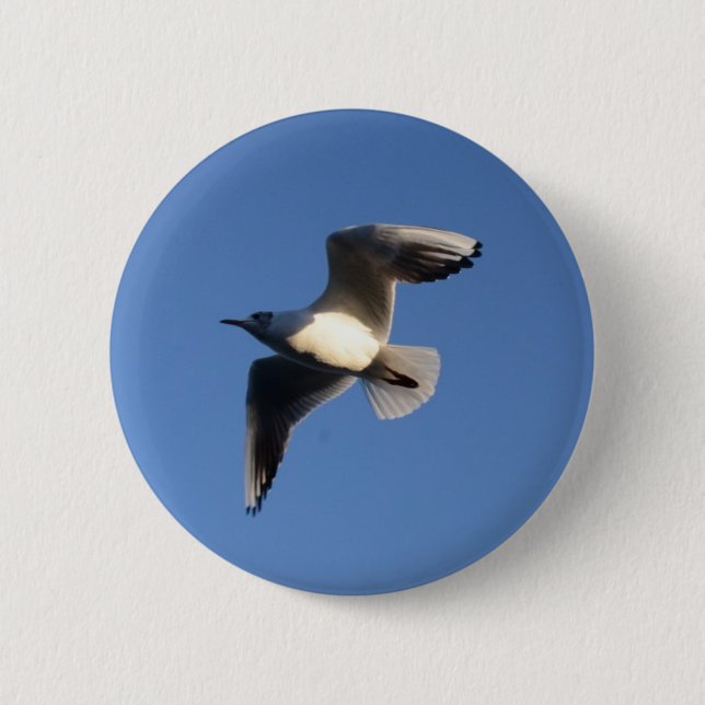 Little Gull Button (Vorderseite)