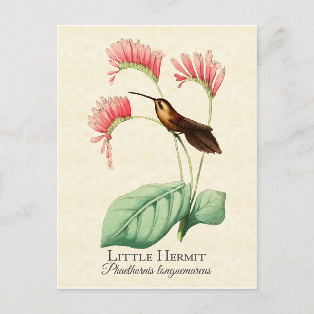 Little Hermit Hummingbird Art Postcard Postkarte (Vorderseite)