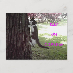 Little Kitten Big Tree Postcard Postkarte