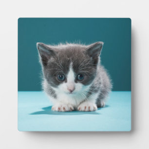 Little Kitten Fotoplatte