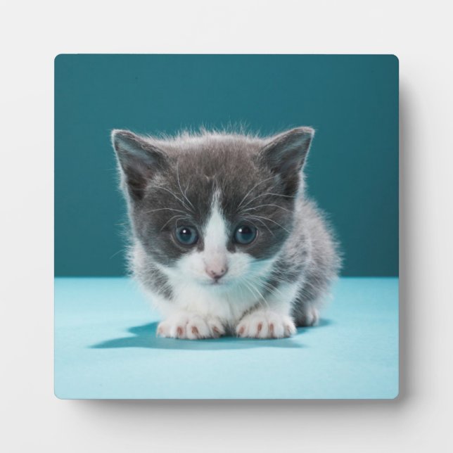 Little Kitten Fotoplatte (Vorderseite)
