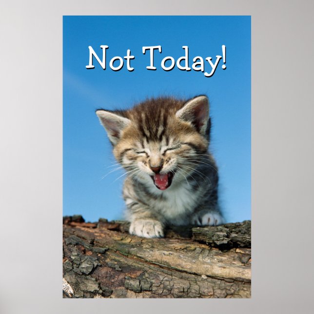 Little Kitten in einem Baum Poster (Vorne)