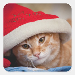 Little Kitten in Red Christmas Hat Quadratischer Aufkleber