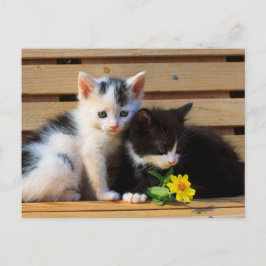 Little Kittens Blume Postkarte