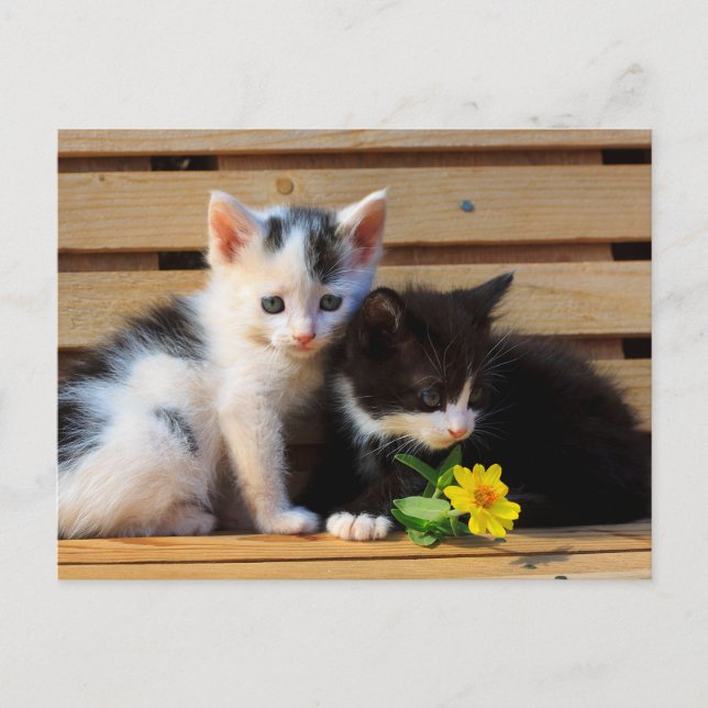 Little Kittens Blume Postkarte (Vorderseite)