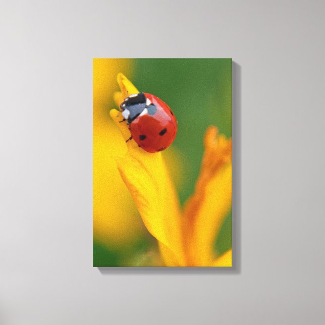 Little Lady auf einer Blume Leinwanddruck (Vorderseite)