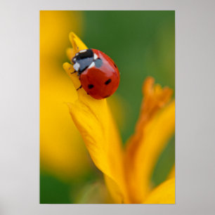 Little Lady auf einer Blume Poster