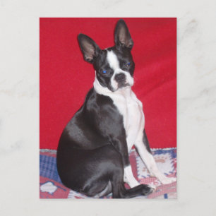 Little Lady Lola bug Postkarte