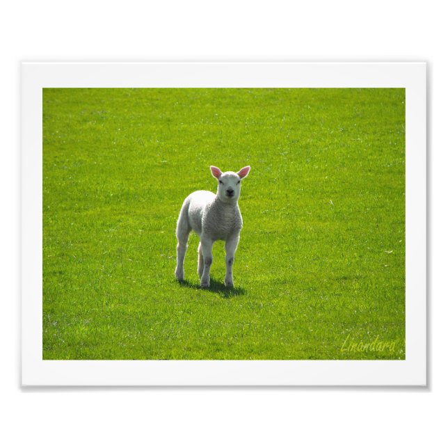 Little Lamb Fotodruck (Vorne)