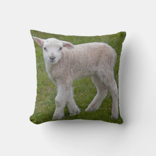 Little Lamb Pillow Kissen