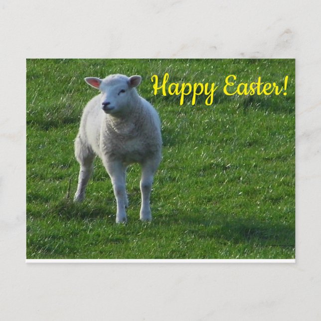 Little Lamb Postkarte (Vorderseite)