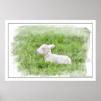 Little Lamb Watercolor Fotodrucken