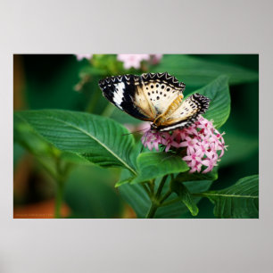Little Leopard Wings Print Poster