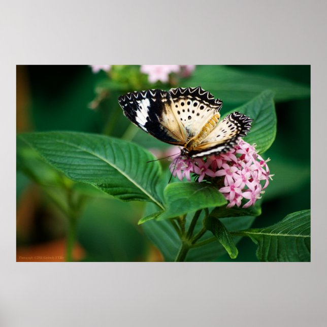 Little Leopard Wings Print Poster (Vorne)