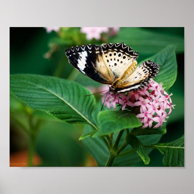 Little Leopard Wings Print Poster (Vorne)