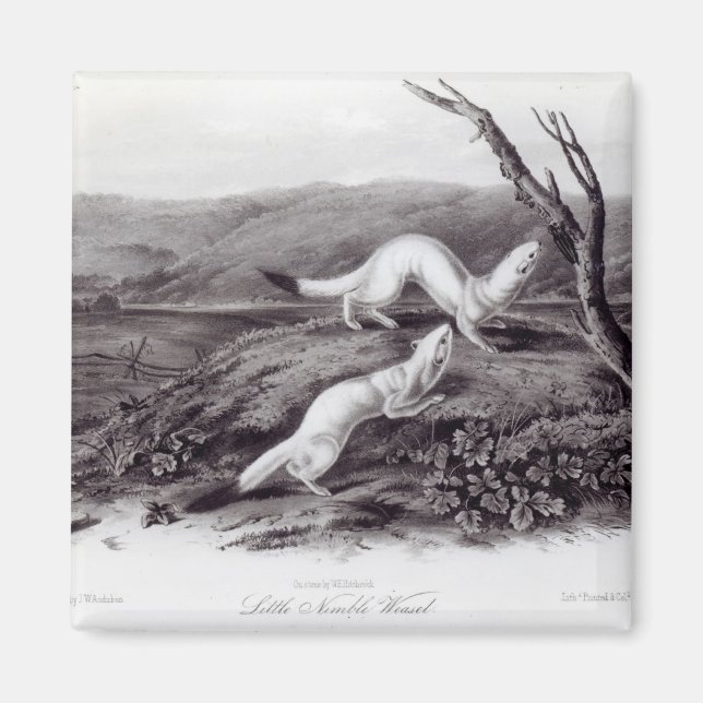 Little Nimble Weasel Magnet (Vorne)