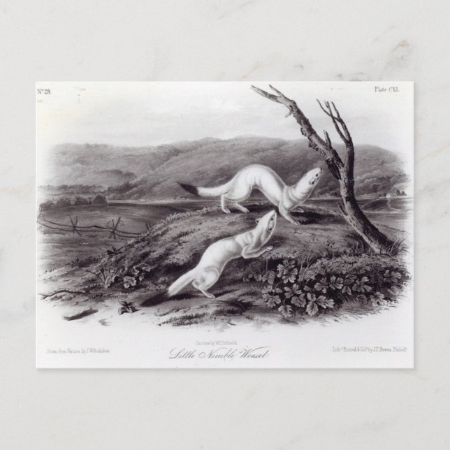 Little Nimble Weasel Postkarte (Vorderseite)