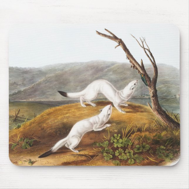 Little Nimble Weasel Putorius agilis Illustration Mousepad (Vorne)