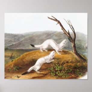 Little Nimble Weasel Putorius agilis Illustration Poster