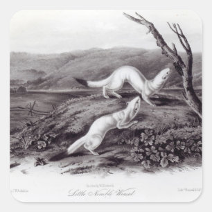 Little Nimble Weasel Quadratischer Aufkleber