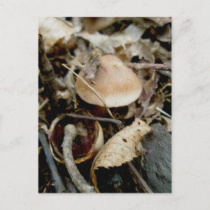 Little Orange Hat Postcard Postkarte