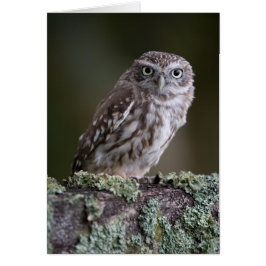 Little Owl