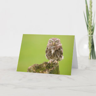 Little Owl Card by cARTerART Karte